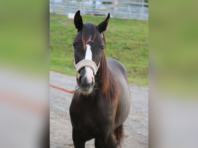 Shagya Arabian Jument 2 Ans Gris in Neuhaus in der Wart