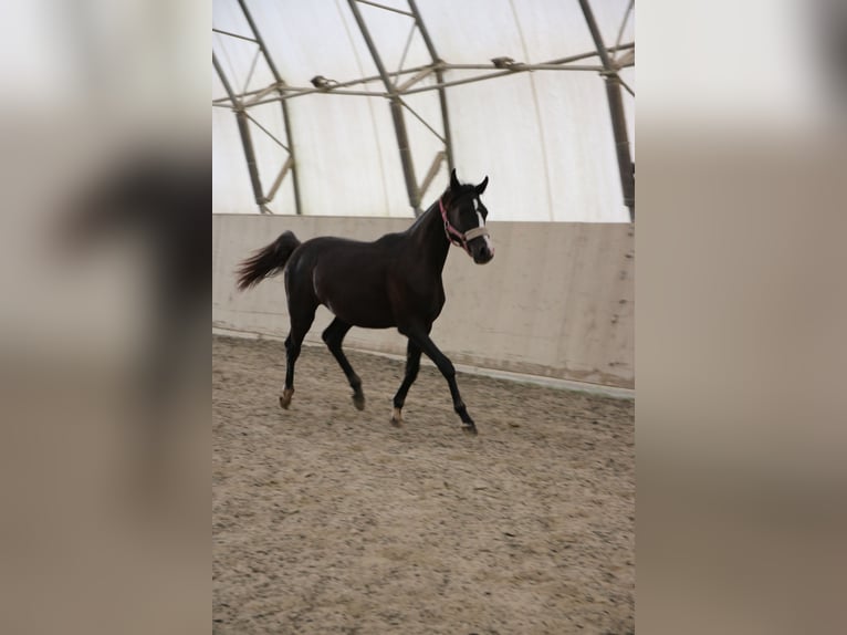 Shagya Arabian Jument 2 Ans Gris in Neuhaus in der Wart