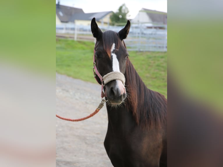 Shagya Arabian Jument 2 Ans Gris in Neuhaus in der Wart