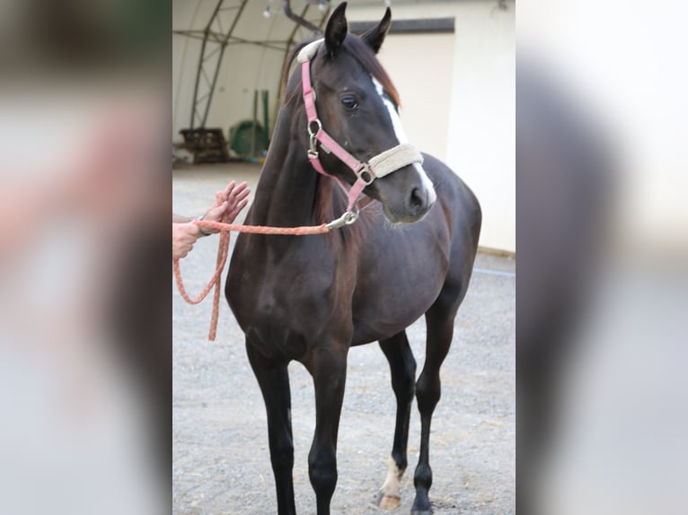 Shagya Arabian Jument 2 Ans Gris in Neuhaus in der Wart