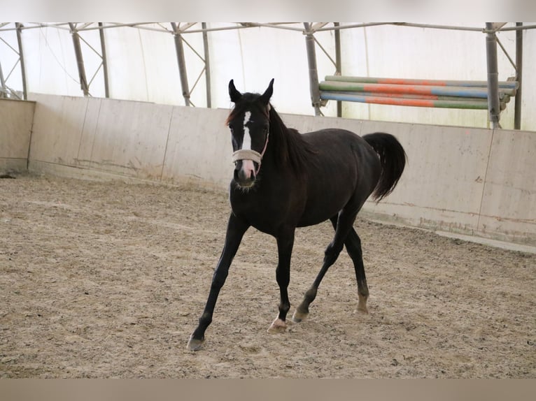 Shagya Arabian Jument 2 Ans Gris in Neuhaus in der Wart