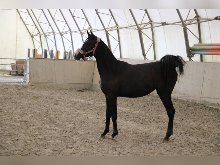 Shagya Arabian Jument 2 Ans Gris in Neuhaus in der Wart