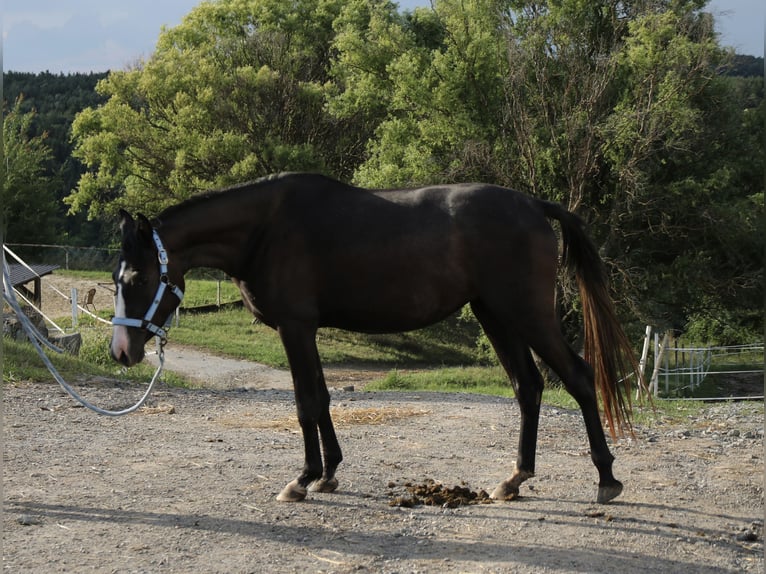 Shagya Arabian Jument 2 Ans Gris in Neuhaus in der Wart