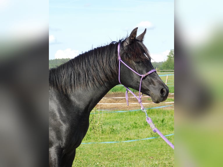 Shagya Arabian Jument 2 Ans Gris noir in Plzen