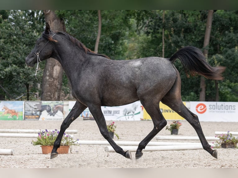 Shagya Arabian Jument 2 Ans Gris noir in Plzen