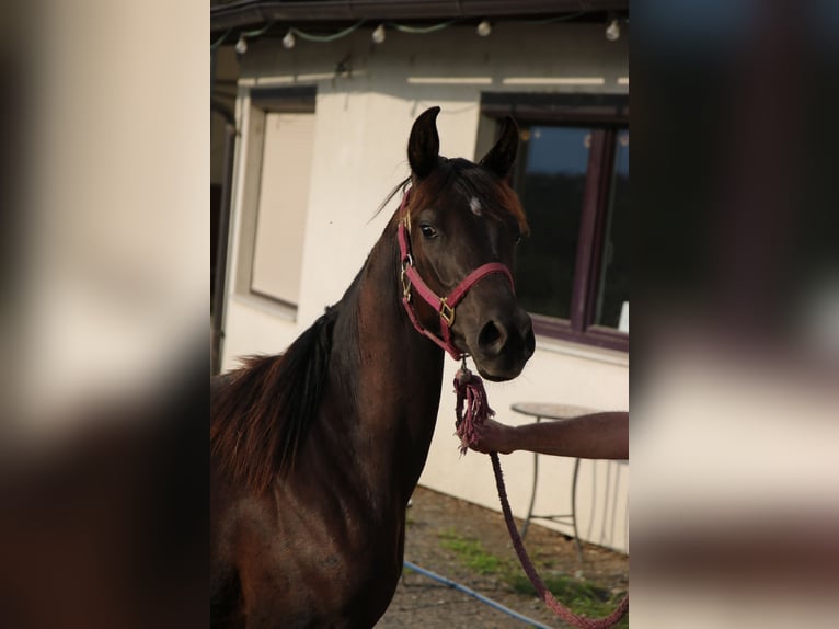 Shagya Arabian Jument 2 Ans Noir in Neuhaus in der Wart