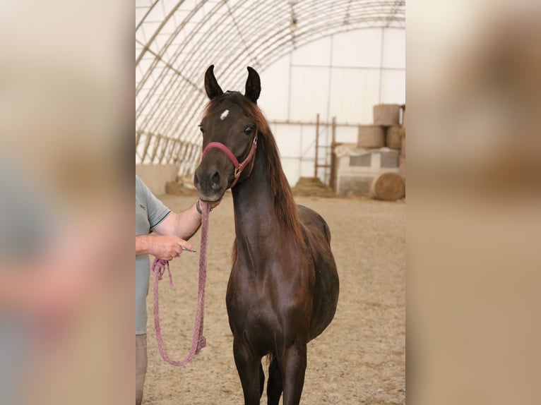 Shagya Arabian Jument 2 Ans Noir in Neuhaus in der Wart