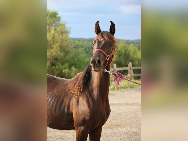 Shagya Arabian Jument 2 Ans Noir in Neuhaus in der Wart