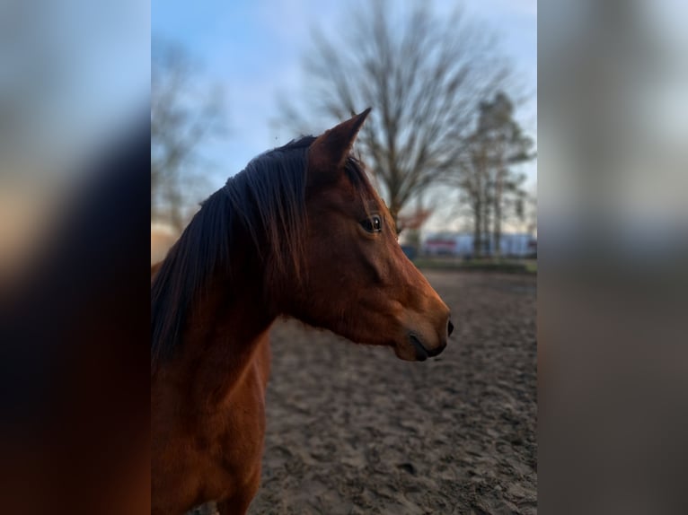 Shagya Arabian Croisé Jument 3 Ans 145 cm Bai in Königs Wusterhausen