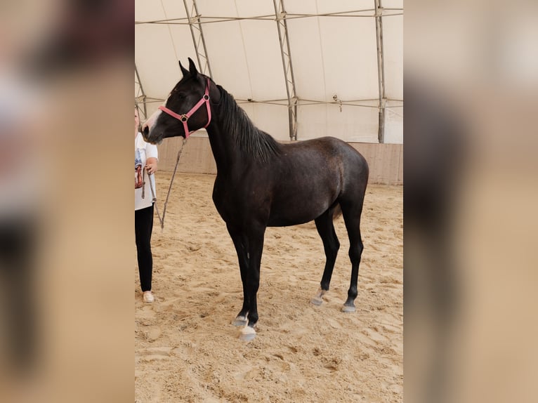 Shagya Arabian Jument 3 Ans 155 cm Gris in Neuhaus in der Wart