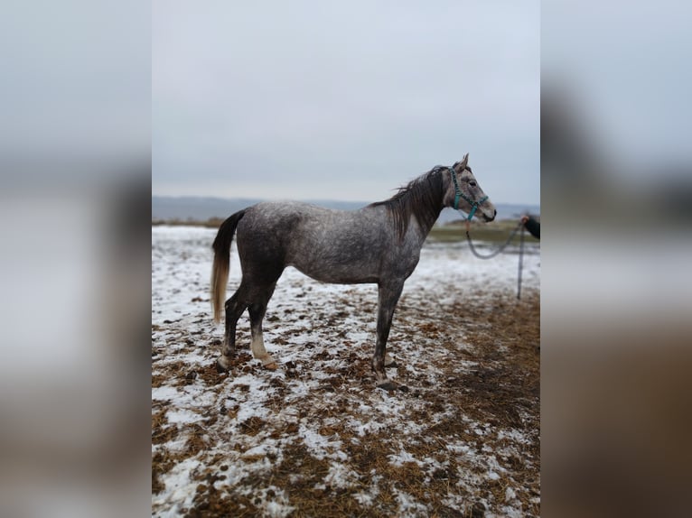 Shagya Arabian Jument 3 Ans 157 cm Aubère in Glücksburg