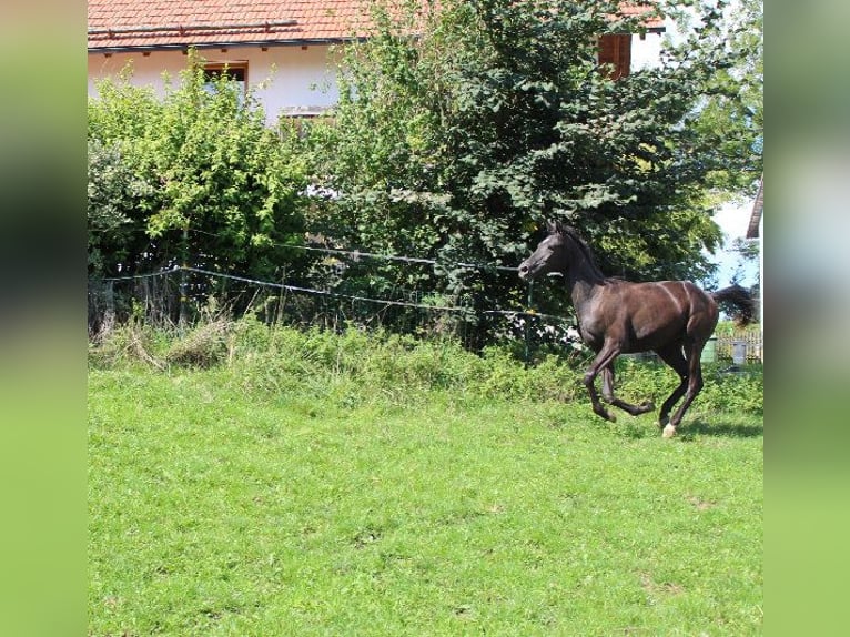 Shagya Arabian Jument 3 Ans 160 cm Noir in Tiefenbach