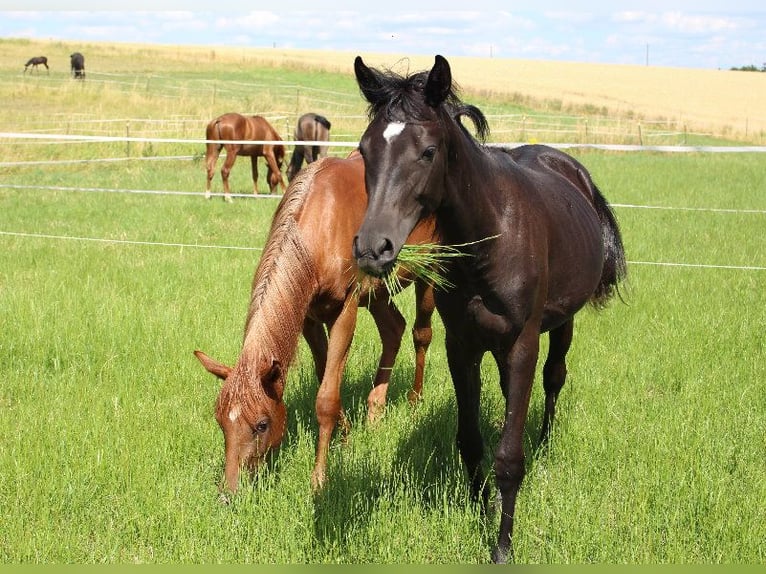 Shagya Arabian Jument 3 Ans 160 cm Noir in Tiefenbach