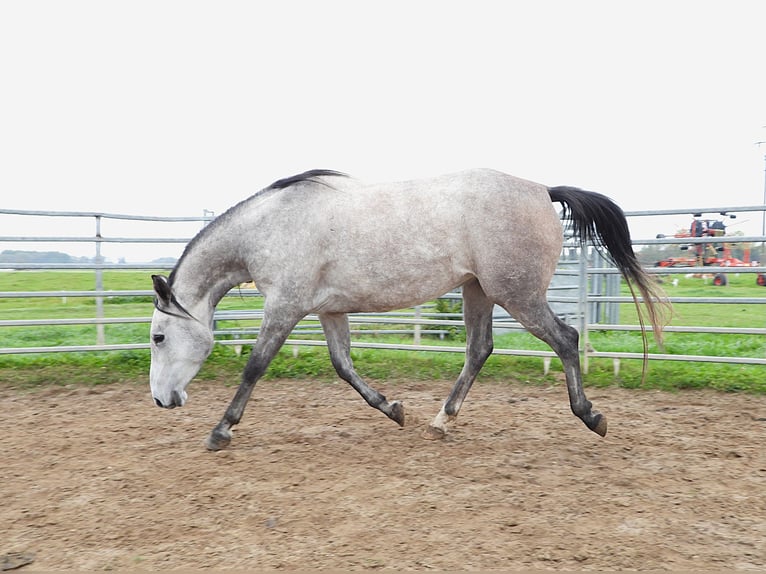 Shagya Arabian Jument 4 Ans 156 cm Gris in Verneřice
