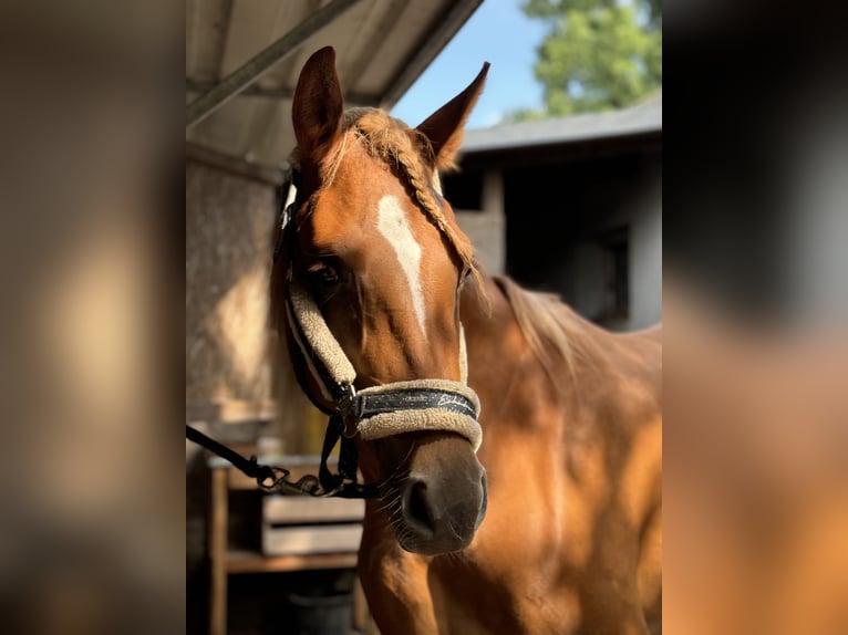 Shagya Arabian Jument 4 Ans 160 cm Alezan in ChorinBreydin