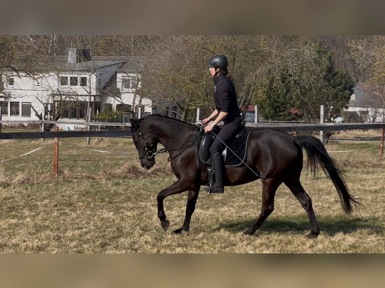 Shagya Arabian Jument 5 Ans 157 cm Noir in Wolfenbüttel