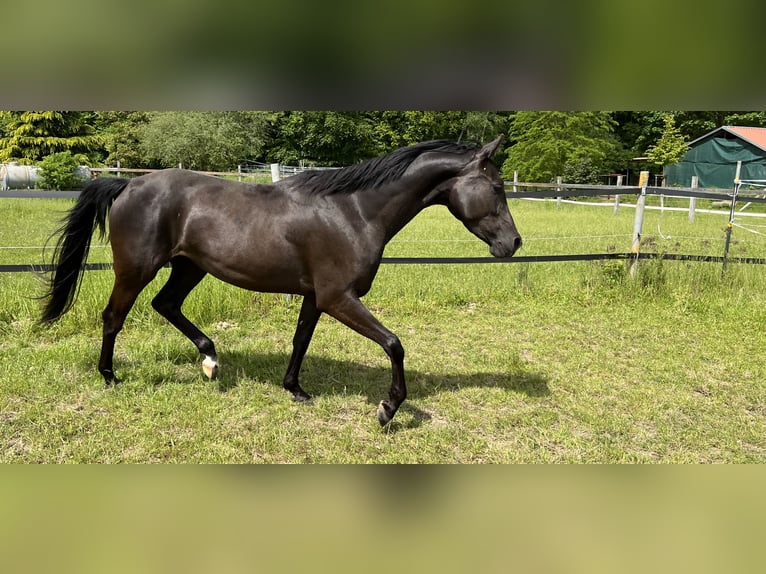 Shagya Arabian Jument 5 Ans 157 cm Noir in Wolfenb&#xFC;ttel