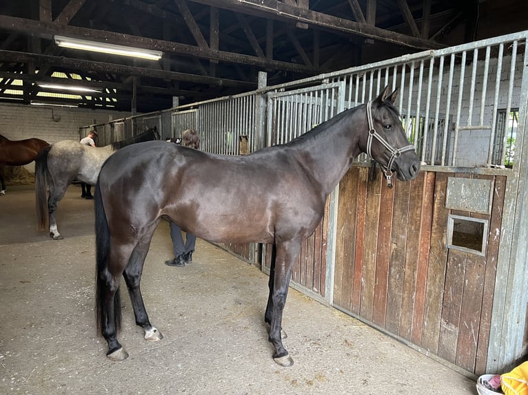 Shagya Arabian Jument 5 Ans 157 cm Noir in Wolfenb&#xFC;ttel