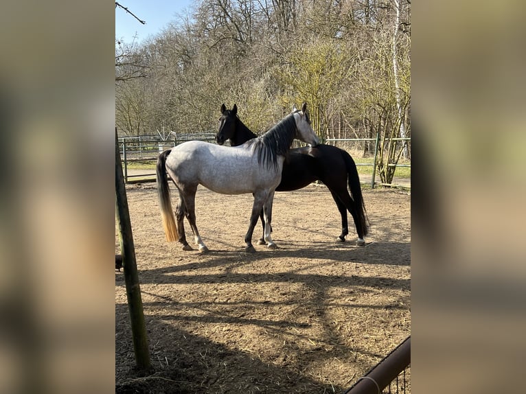 Shagya Arabian Jument 5 Ans 157 cm Noir in Wolfenb&#xFC;ttel