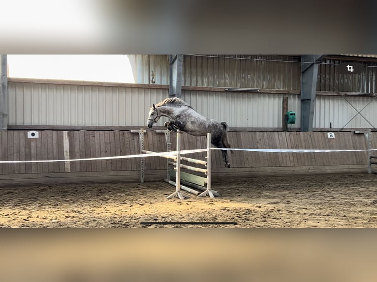 Shagya Arabian Jument 6 Ans 154 cm Gris in Aukrug