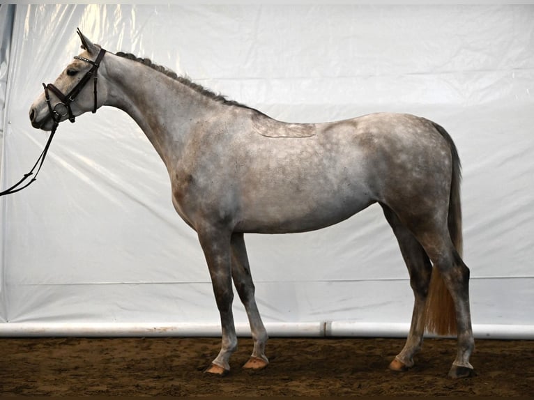 Shagya Arabian Jument 6 Ans 154 cm Gris in Aukrug