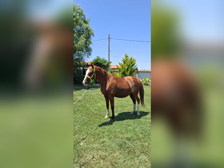 Shagya Arabian Jument 6 Ans 166 cm Bai cerise in &#x425;&#x430;&#x441;&#x43A;&#x43E;&#x432;&#x43E; / Khaskovo