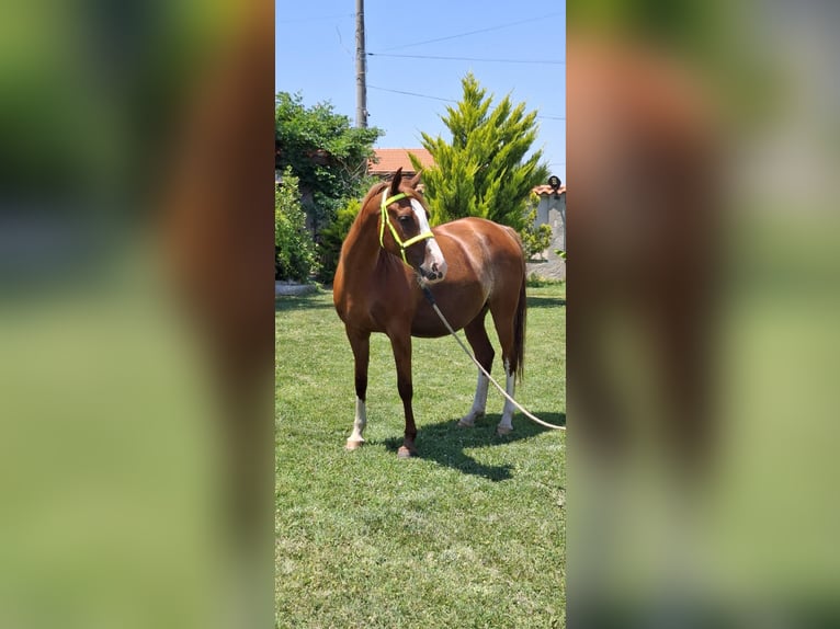Shagya Arabian Jument 6 Ans 166 cm Bai cerise in &#x425;&#x430;&#x441;&#x43A;&#x43E;&#x432;&#x43E; / Khaskovo