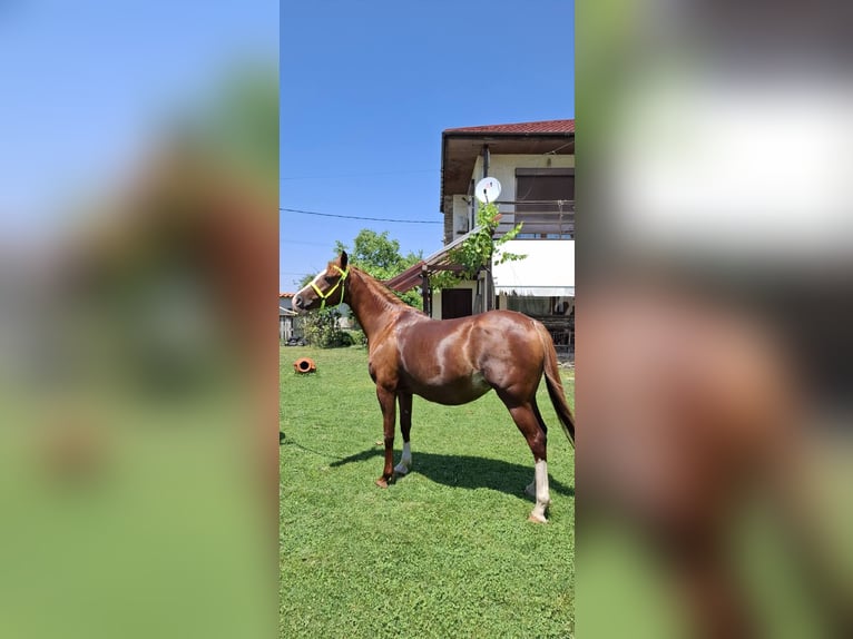 Shagya Arabian Jument 6 Ans 166 cm Bai cerise in &#x425;&#x430;&#x441;&#x43A;&#x43E;&#x432;&#x43E; / Khaskovo
