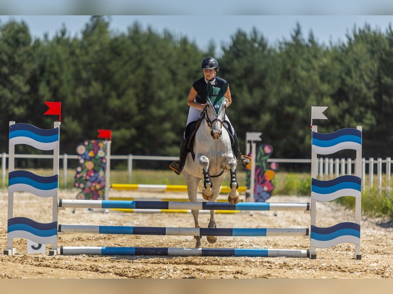 Shagya Arabian Croisé Jument 7 Ans 155 cm in Golub-Dobrzy&#x144;
