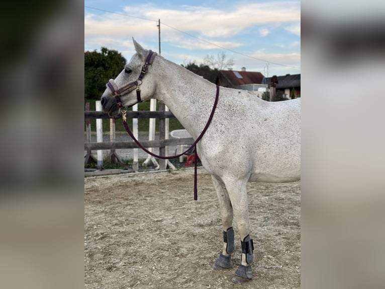 Shagya Arabian Croisé Jument 7 Ans 160 cm Gris moucheté in Nassau