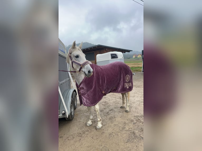 Shagya Arabian Croisé Jument 7 Ans 160 cm Gris moucheté in Nassau