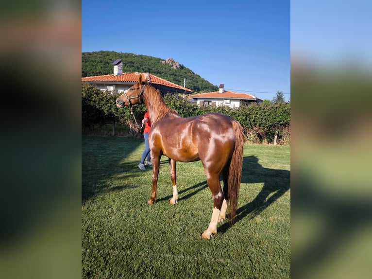 Shagya Arabian Jument 7 Ans 162 cm Bai cerise in Хасково / Khaskovo