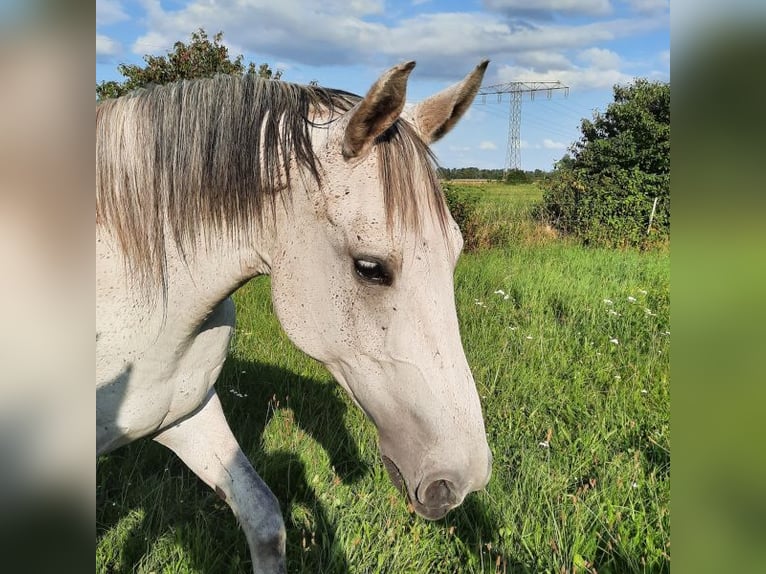 Shagya Arabian Jument 7 Ans 163 cm Gris in Friesack