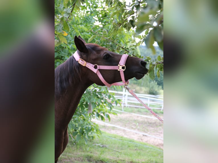 Shagya Arabian Jument 8 Ans 154 cm Bai brun in Neuhaus in der Wart