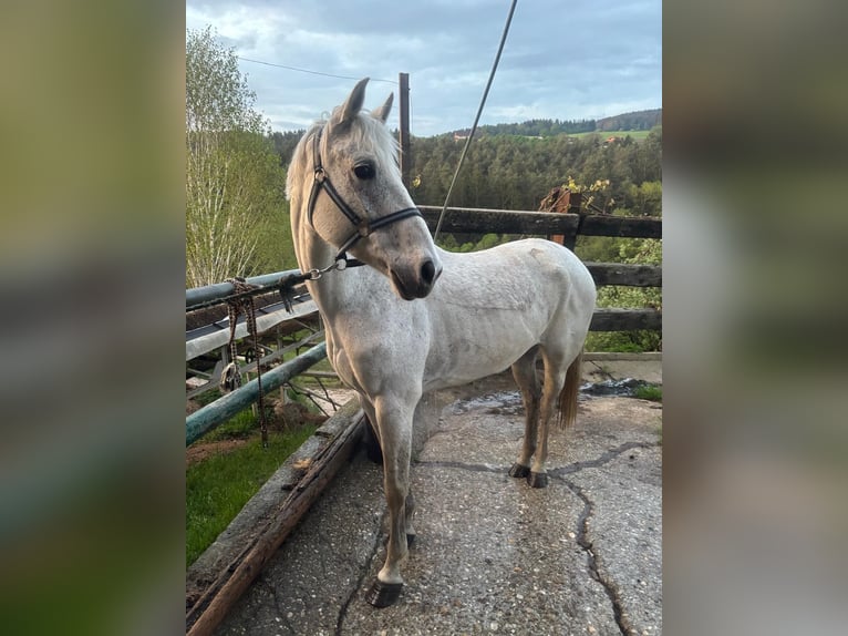 Shagya Arabian Croisé Jument 8 Ans 160 cm Gris moucheté in Lieboch