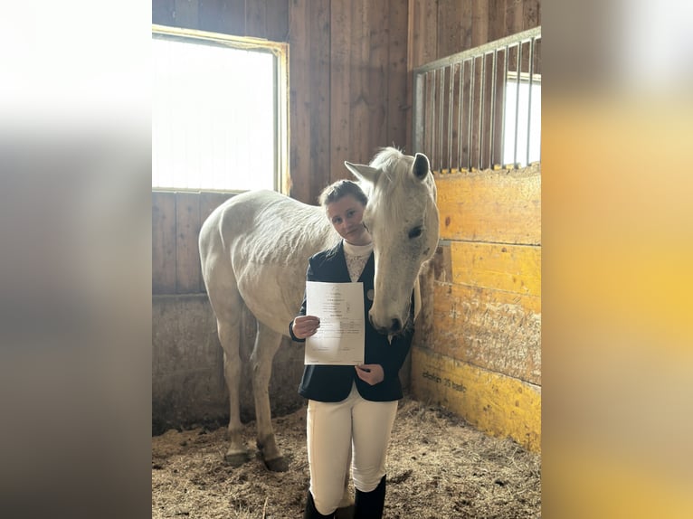 Shagya Arabian Croisé Jument 8 Ans 160 cm Gris moucheté in Lieboch