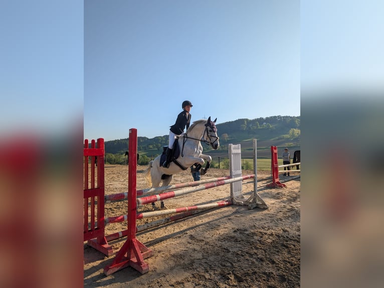 Shagya Arabian Croisé Jument 8 Ans 160 cm Gris moucheté in Lieboch