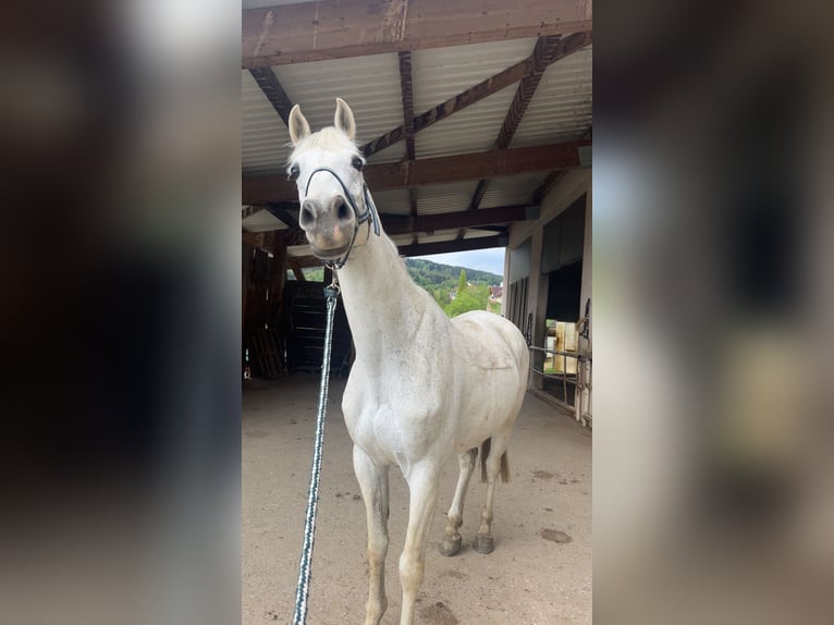 Shagya Arabian Croisé Jument 8 Ans 160 cm Gris moucheté in Lieboch