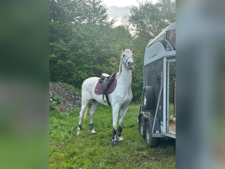 Shagya Arabian Croisé Jument 8 Ans 160 cm Gris moucheté in Lieboch