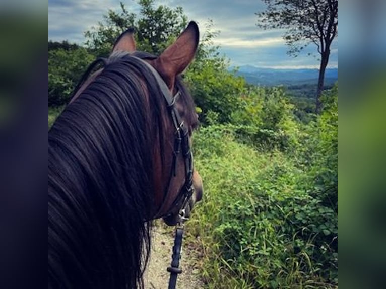 Shagya Arabian Mare 11 years 15,1 hh Brown in Füllenberg