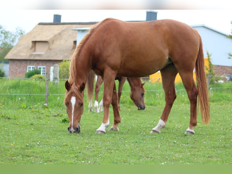 Shagya Arabian Mare 11 years 15 hh Chestnut-Red in Gl&#xFC;cksburg