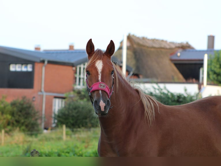 Shagya Arabian Mare 11 years 15 hh Chestnut-Red in Gl&#xFC;cksburg