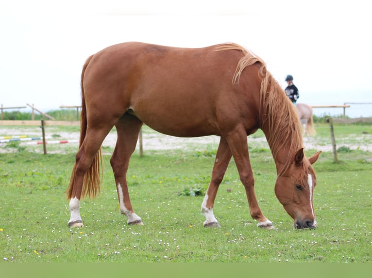 Shagya Arabian Mare 11 years 15 hh Chestnut-Red in Gl&#xFC;cksburg