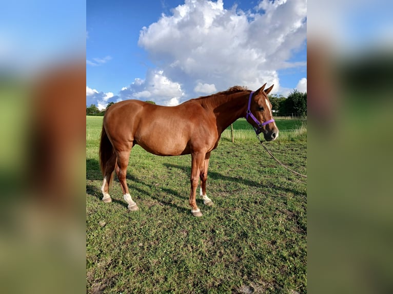 Shagya Arabian Mare 11 years 15 hh Chestnut-Red in Gl&#xFC;cksburg