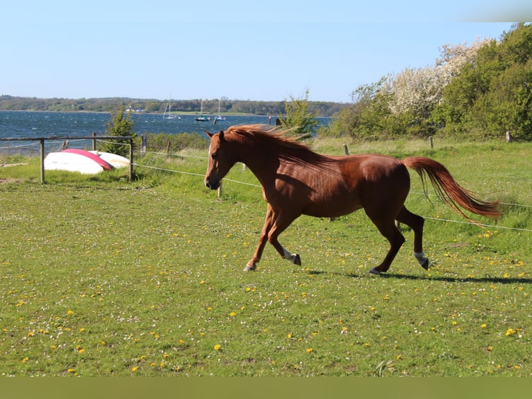 Shagya Arabian Mare 11 years 15 hh Chestnut-Red in Gl&#xFC;cksburg
