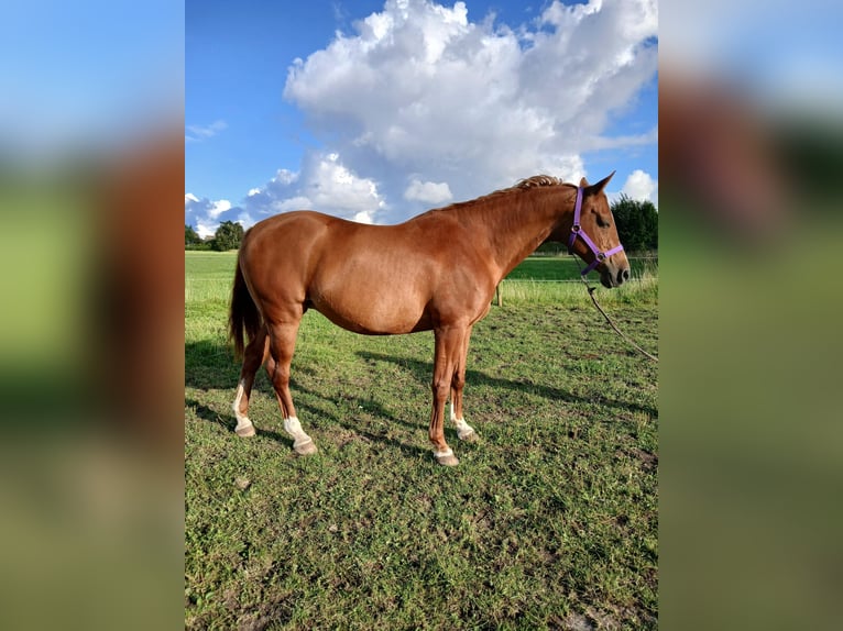 Shagya Arabian Mare 11 years 15 hh Chestnut-Red in Gl&#xFC;cksburg