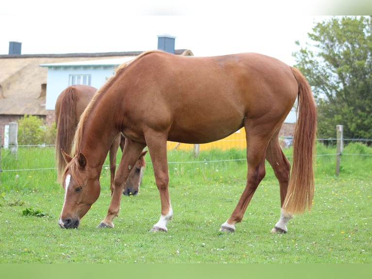 Shagya Arabian Mare 11 years 15 hh Chestnut-Red in Gl&#xFC;cksburg