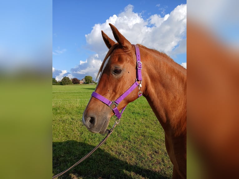 Shagya Arabian Mare 11 years 15 hh Chestnut-Red in Gl&#xFC;cksburg