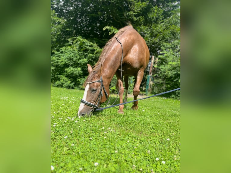 Shagya Arabian Mare 12 years 14,3 hh Chestnut in Timmendorfer Strand