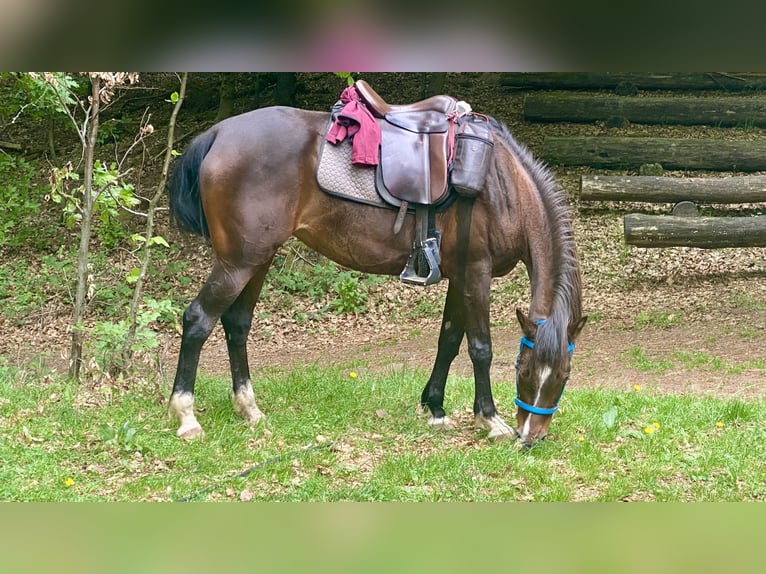 Shagya Arabian Mare 12 years 15 hh Brown in Heuweiler